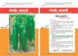 翠玉大椒（牛角）——茄果