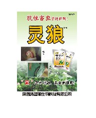 灵狼