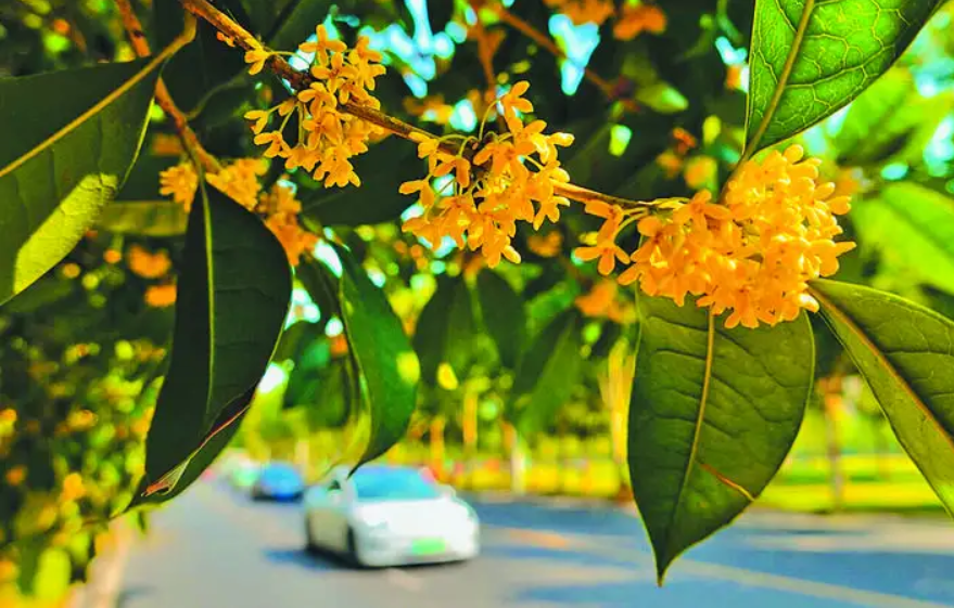 中国"省花"分享~广西省花:桂花_蓝网之家-蓝孩子农资网