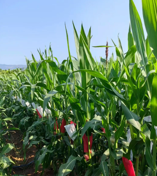 我国玉米育种面临的问题及解决方案