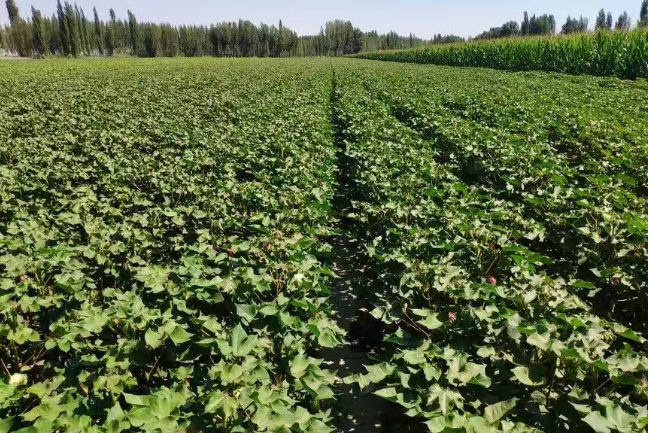 自治区棉花优质高产关键栽培技术