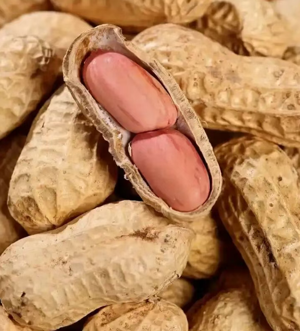 植物学基础知识：种子的基本形态