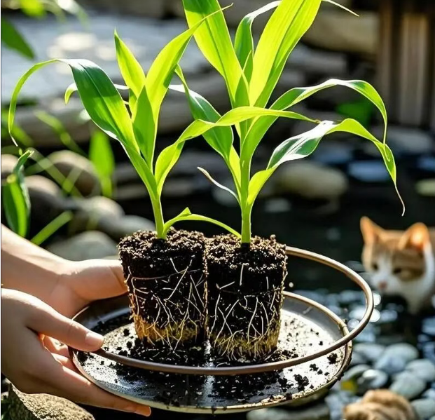 春播选种，切记“五看五不要”！