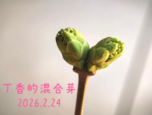 植物知识学习：看图识芽