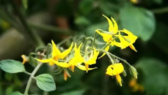 【技术】越夏温度高番茄坐不住果，到底该怎么点花？花期怎么管理