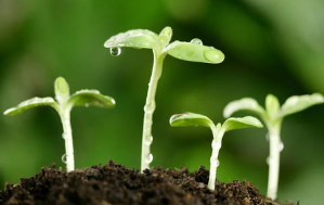 为了种业振兴！看看两会代表讲了什么