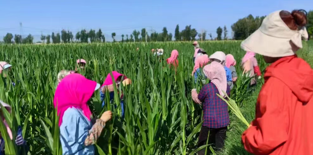 2026年西北玉米制种形势浅析