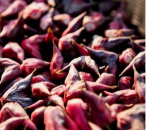 菱角的主要病害如何防治 菱角病害防治方法