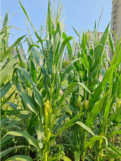 教材中的植物：玉米