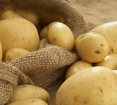 克新38什么特点 克新38马铃薯种子优势