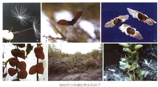 植物学基础知识：种子的传播方式