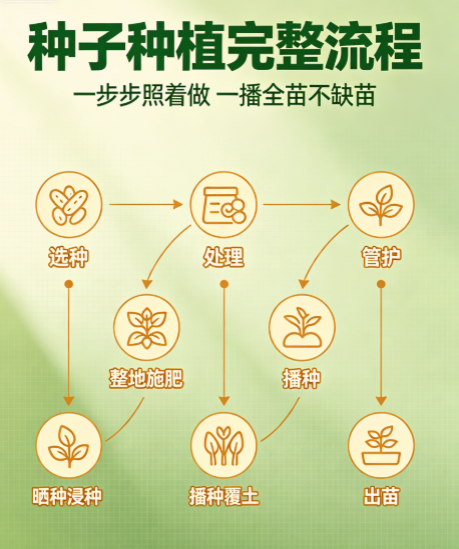 种子种植完整流程，一步步照着做，一播全苗不缺苗