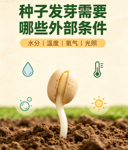 种子发芽必备 4 大外部条件