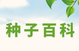 关于种子知识 写一篇文章