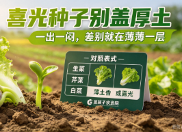 很多种子不能盖土！90%农户都做错：喜光、厌光种子分不清，盖土越厚越不出苗