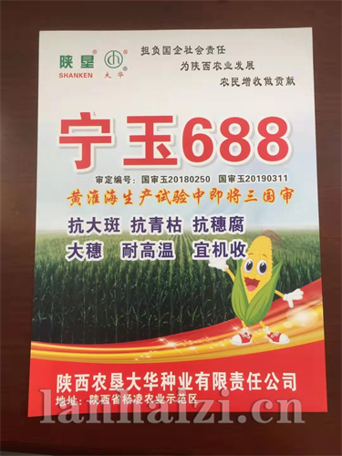 宁玉688-玉米种子