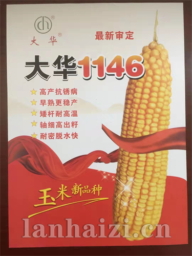 大华1146-玉米种子