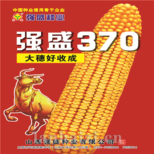 强盛370---玉米种子