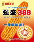 强盛388