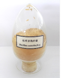 枯草芽孢杆菌