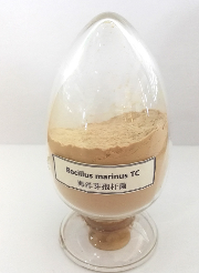 海洋类芽胞杆菌