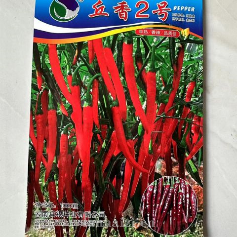丘香2号-辣椒种子