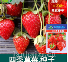 草莓种子