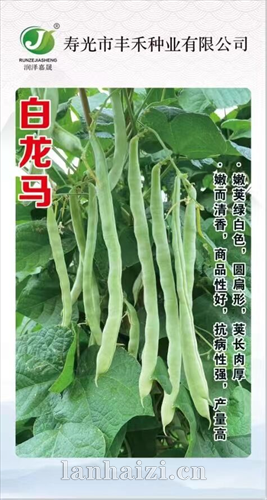白龙马 豆角种子