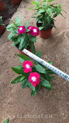 长春花种子价格长春花杯苗
