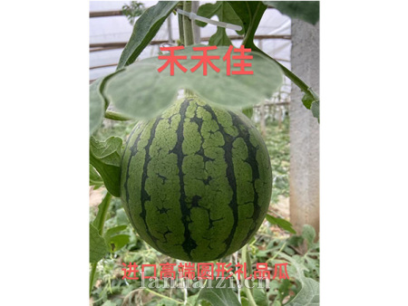 禾禾佳 西瓜种子