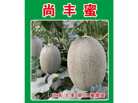 尚丰蜜 哈密瓜种子