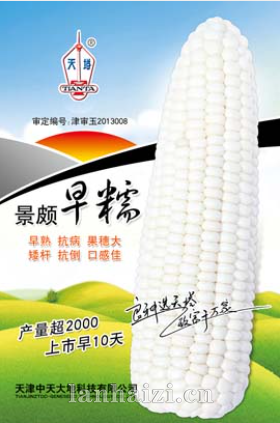景颇早糯