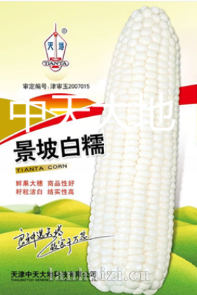 景坡白糯