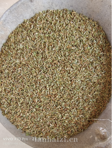 怀牛膝种子