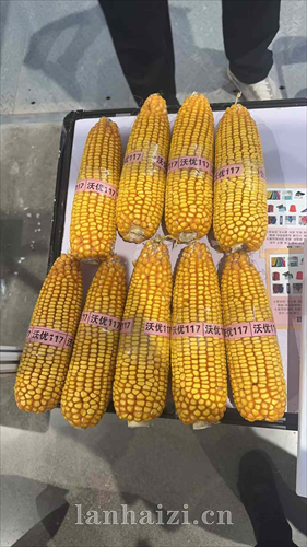 玉米种子