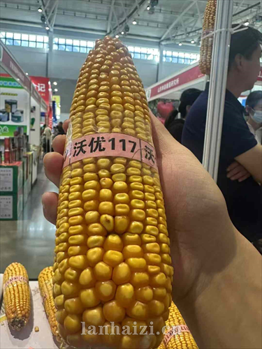 玉米种子