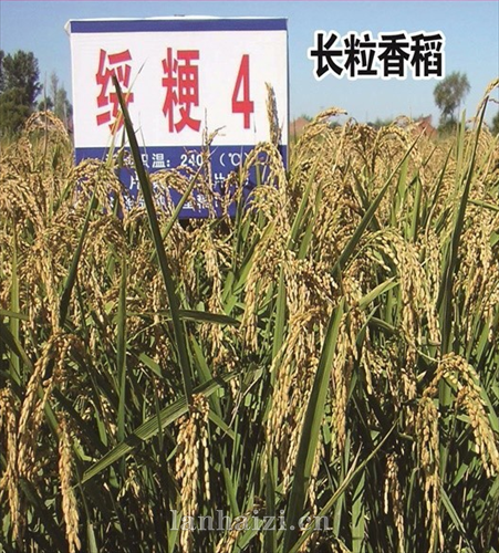 绥粳4号