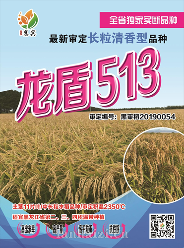 龙盾513