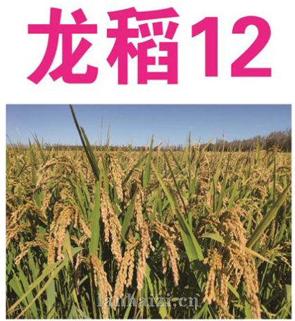 龙稻12