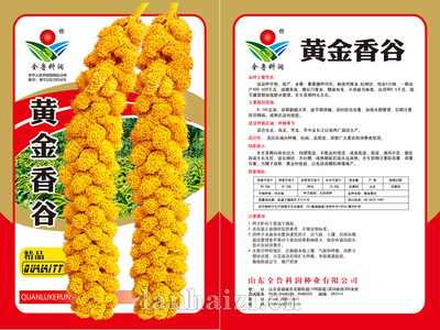 黄金香谷文