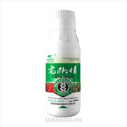 老椒情