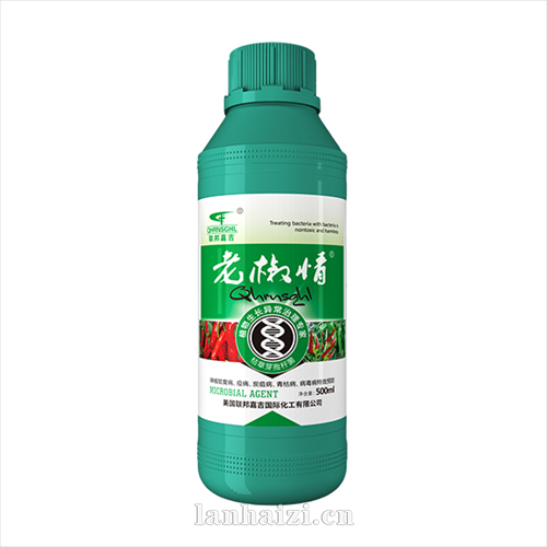 老椒情