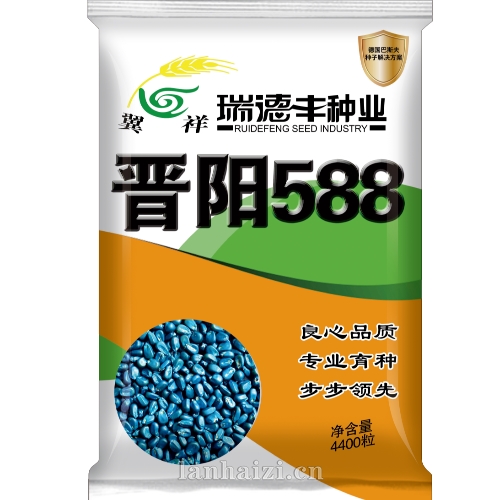 晋阳588 玉米种子