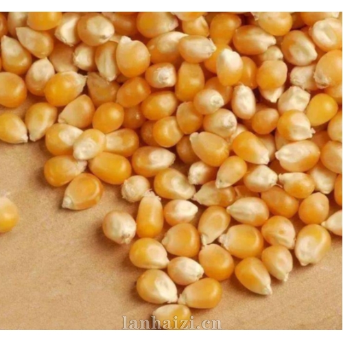 玉米种子