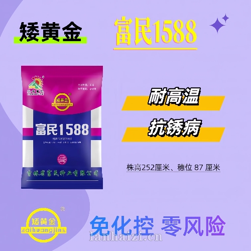 矮黄金 富民1588