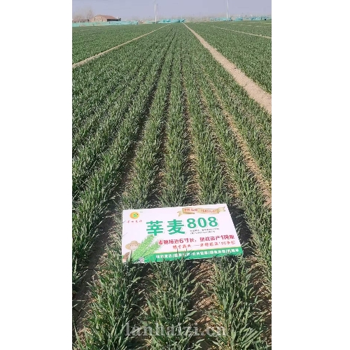 莘麦808