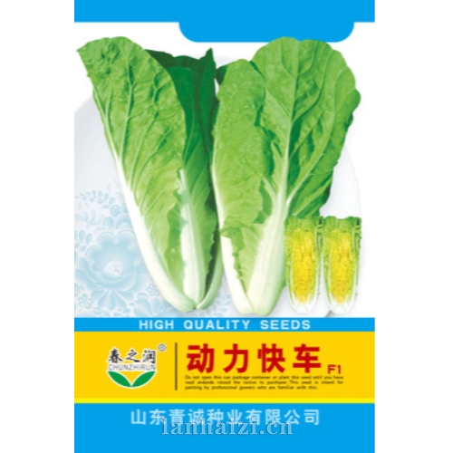 白菜种子