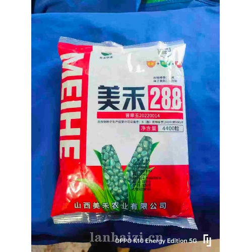 美禾288 玉米种子