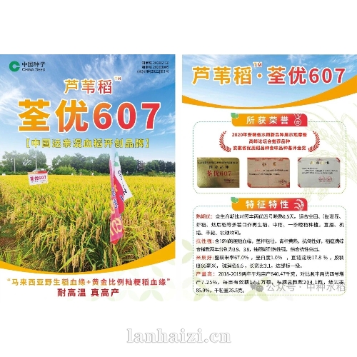 芦苇稻 荃优607