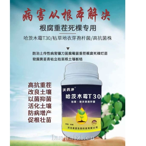 哈茨木霉T30